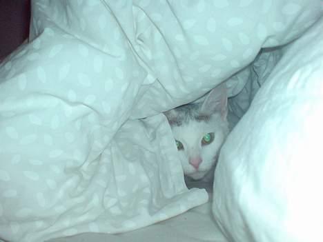 Huskat Benjamina billede 16