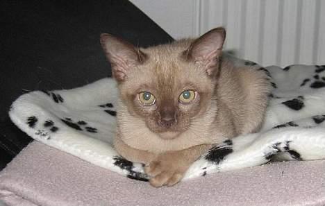 Burmeser Why Forget Doo - Doo ligger og kikker. Er lige flyttet ind billede 1