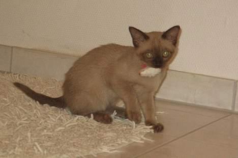 Burmeser Why Forget Doo - Leger med en mus billede 2