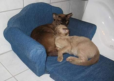 Burmeser Why Forget Doo - Hygger med "lege tante" Catalina billede 3