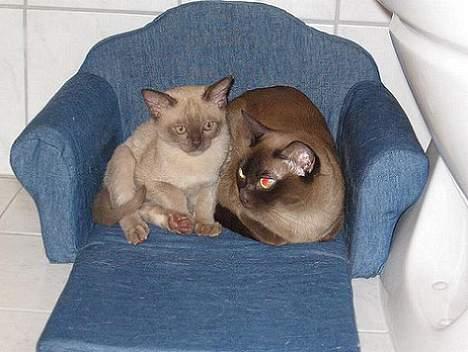 Burmeser Why Forget Doo - Hygge tid billede 4