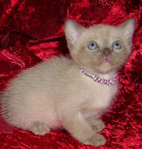 Burmeser Why Forget Doo - Doo hos opdrætter, 5 uger billede 5