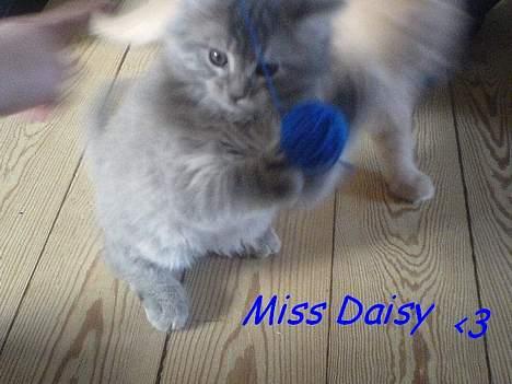 Maine Coon Miss Daisy billede 1