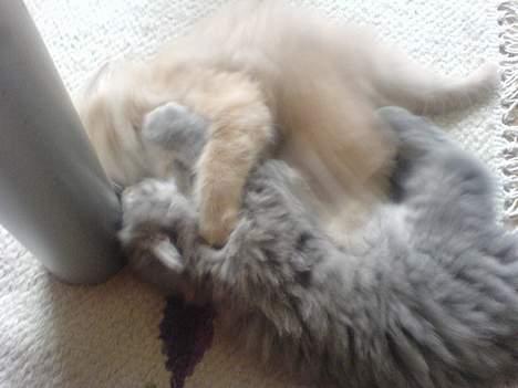 Maine Coon Miss Daisy - Daisy og hendes bror Tumle leger =D billede 2