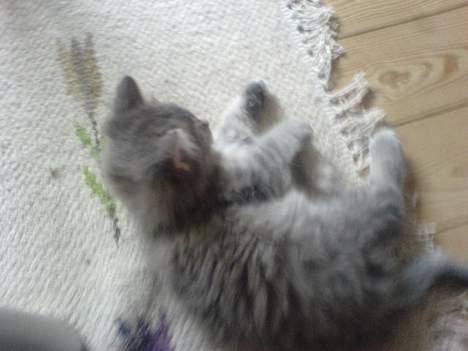 Maine Coon Miss Daisy billede 3