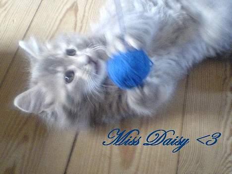 Maine Coon Miss Daisy billede 4