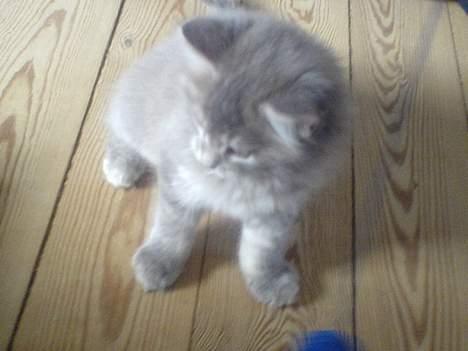 Maine Coon Miss Daisy billede 5