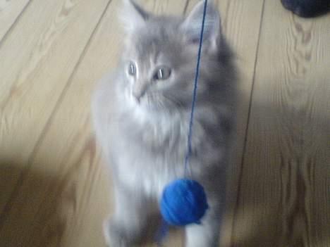 Maine Coon Miss Daisy billede 6