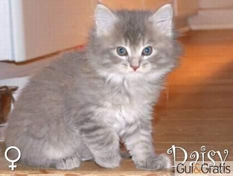 Maine Coon Miss Daisy billede 7