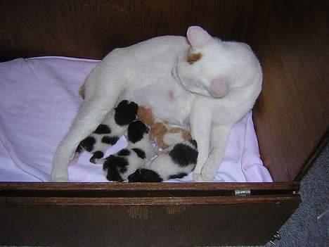 Japanese Bobtail Komachi  - bobtail killinger født den 10/2-07 billede 14