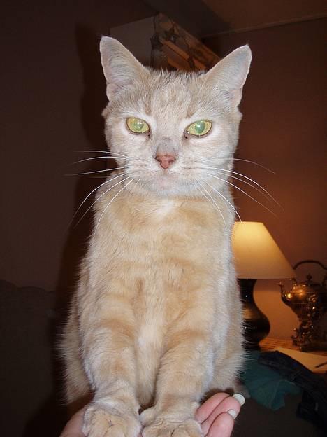 Huskat Chili  30/8 1990-18/9-07 - hej du gamle billede 8