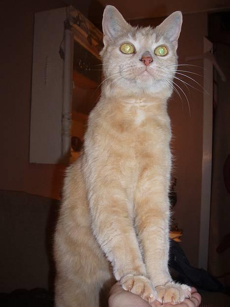 Huskat Chili  30/8 1990-18/9-07 - jeg elsker at stå på min mors hånd og og blive skubbet op i luften, så trykker jeg ned igen, vores lille hyg billede 9