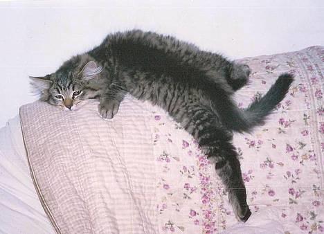 Blanding af racer Signe - Signe-killingen hygger sig. billede 1