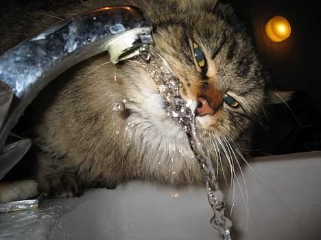 Blanding af racer Signe - Signe drikker helst KUN af vandhane. Feb. 2007 billede 2