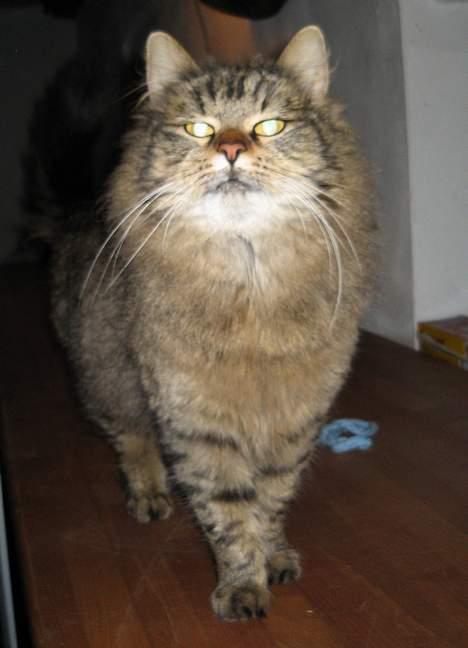 Blanding af racer Signe - Signe i blitzlys... hmmm.. hun er en del kønnere i virkeligheden. :) billede 3