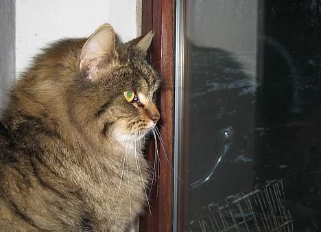 Blanding af racer Signe - Åhh.. rart at sidde indendøre, når det er snestorm ude..... billede 4