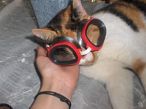 Blanding af racer Fru ibsen billede 1