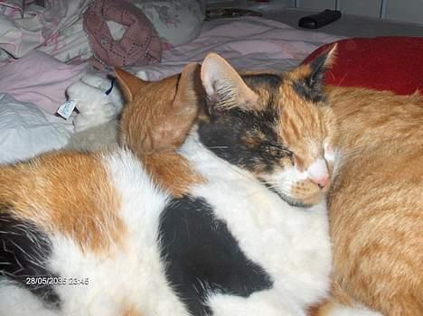 Blanding af racer Fru ibsen billede 2