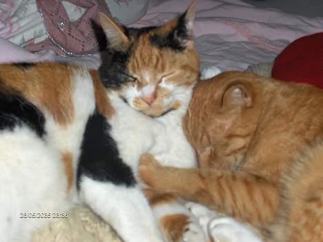 Blanding af racer Fru ibsen billede 4