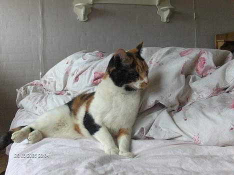 Blanding af racer Fru ibsen billede 5