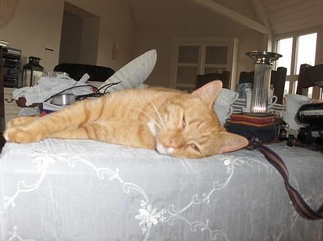 Blanding af racer Teodor - er jeg dejlig eller dejlig??? billede 1