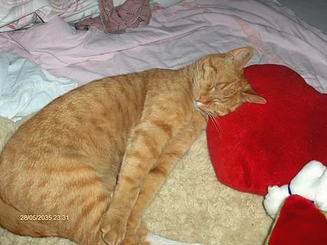 Blanding af racer Teodor - det er dejlig at strække sig billede 2