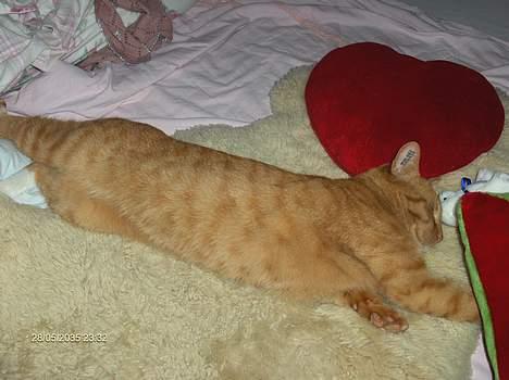 Blanding af racer Teodor billede 3