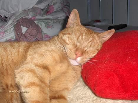 Blanding af racer Teodor billede 4