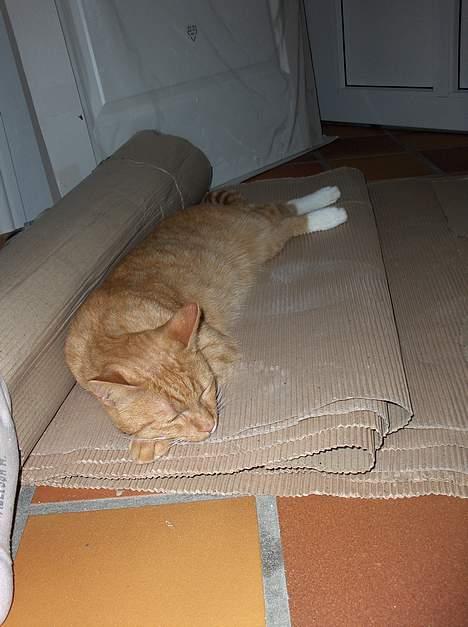 Blanding af racer Teodor billede 5