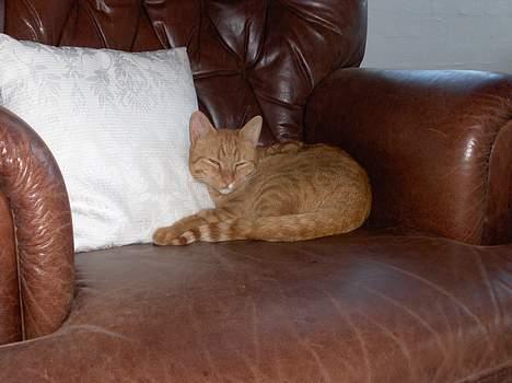 Blanding af racer Teodor billede 6