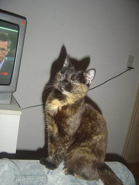 Huskat Emma - ;-)) billede 6