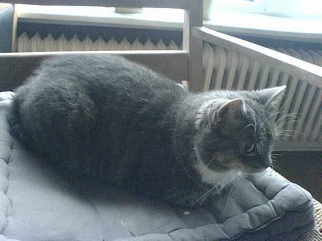 Huskat Mugge. billede 7