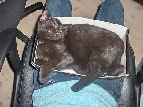 Blanding af racer ANDREA billede 2