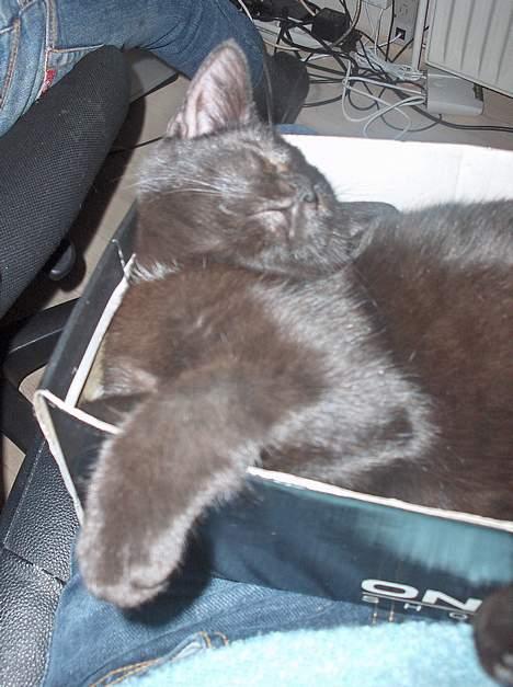 Blanding af racer ANDREA billede 3