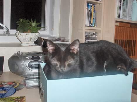 Blanding af racer ANDREA billede 5