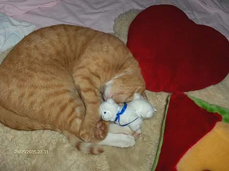 Blanding af racer Teodor billede 7