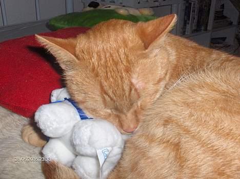 Blanding af racer Teodor billede 8