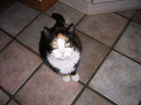 Huskat Modig(:'<33 *R.I.P':(* - Velkommen Til Min Profil (: Se Mine Dejlige Øjne billede 1