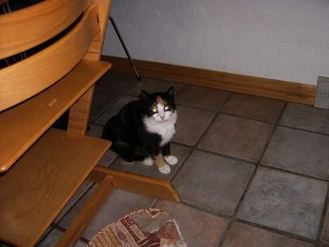 Huskat Modig(:'<33 *R.I.P':(* - Hmm, Er Godt Nook Lidt Træt (: billede 2