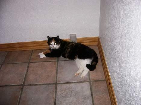 Huskat Modig(:'<33 *R.I.P':(* - Se Mig ! Lille Fotomodel billede 3