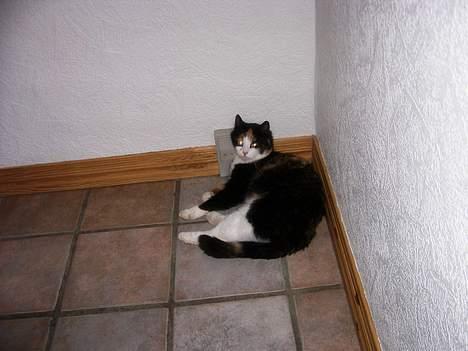 Huskat Modig(:'<33 *R.I.P':(* - -Hmm, Ligger Bare Her Og Nyder Livet , Kunne Man Have Det Bedre ! billede 4