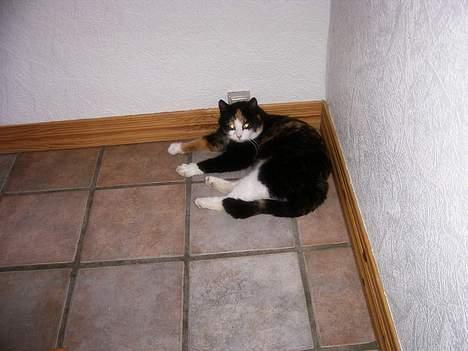 Huskat Modig(:'<33 *R.I.P':(* billede 5