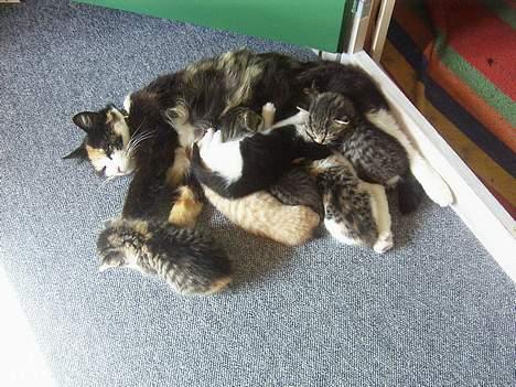 Huskat Modig(:'<33 *R.I.P':(* billede 6