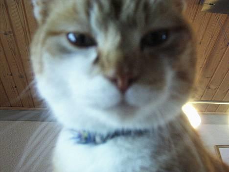 Huskat loui<3 * forsvundet * ;'( - jeg savner digi;. billede 1