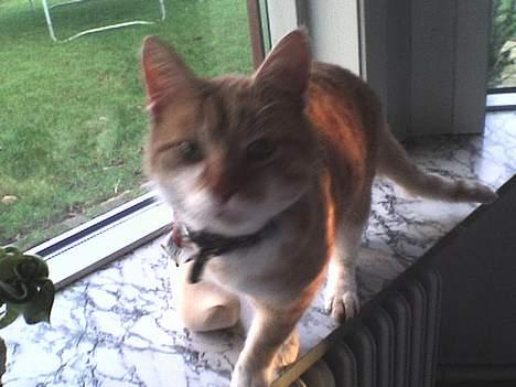 Huskat loui<3 * forsvundet * ;'( - øhm ja:D billede 2