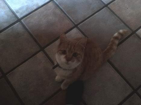 Huskat loui<3 * forsvundet * ;'( - smukke:)<3 billede 3