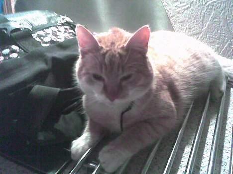 Huskat loui<3 * forsvundet * ;'( - loui:). billede 4