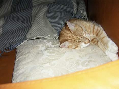 Huskat loui<3 * forsvundet * ;'( - nue, du var den dejligste kat man kunne ønske sig):. billede 5