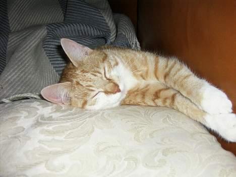 Huskat loui<3 * forsvundet * ;'( - :)<3333 billede 6