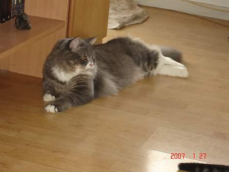 Blanding af racer Valde billede 1